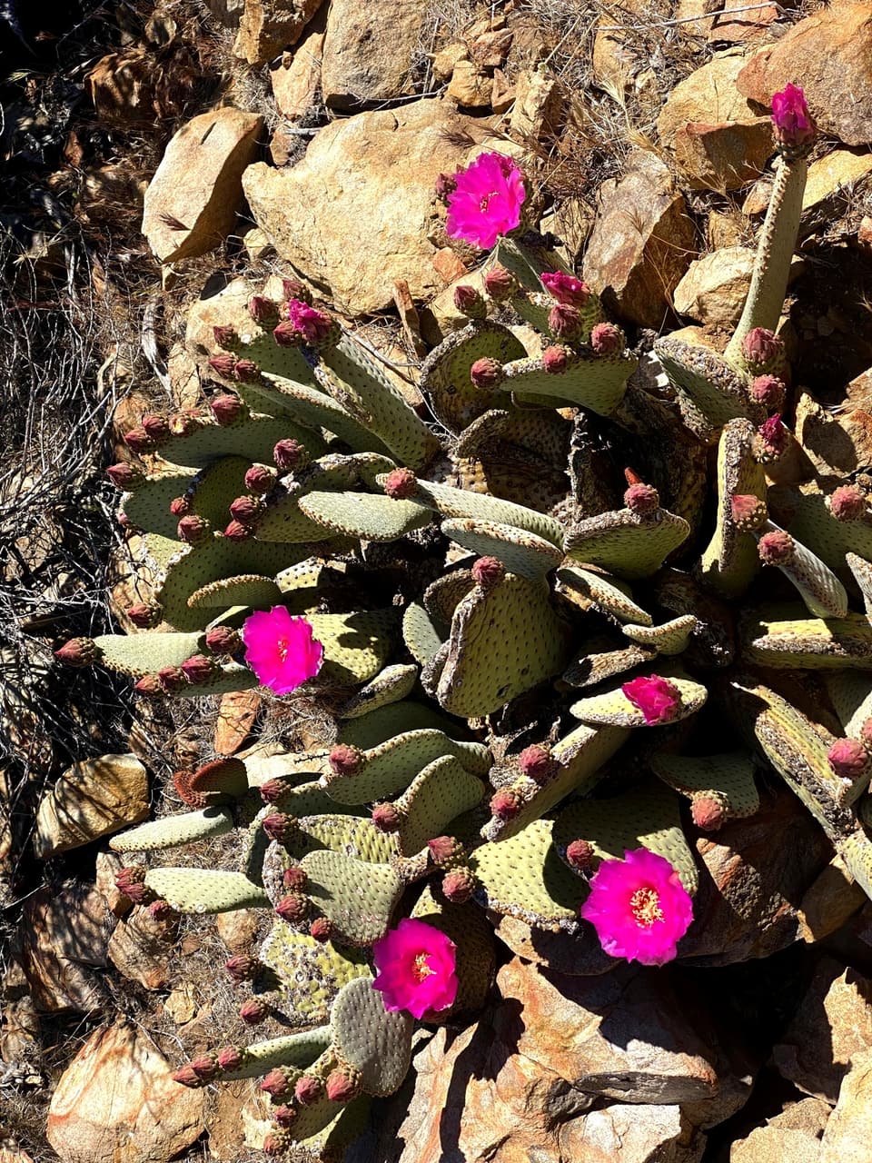 beavertail cactus in bloom, day 5