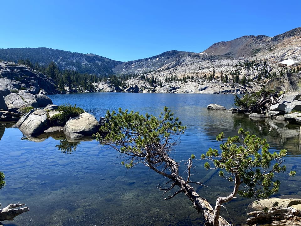 a clear granite lake with a bent pine in Desolation Wilderness