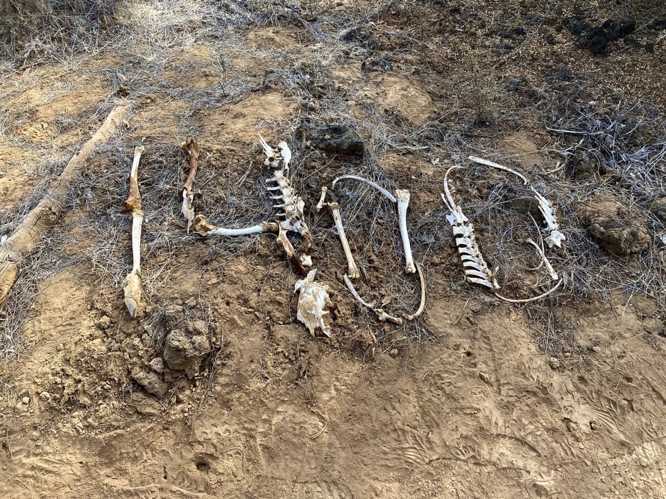 a mileage marker laid out in bones, day 81