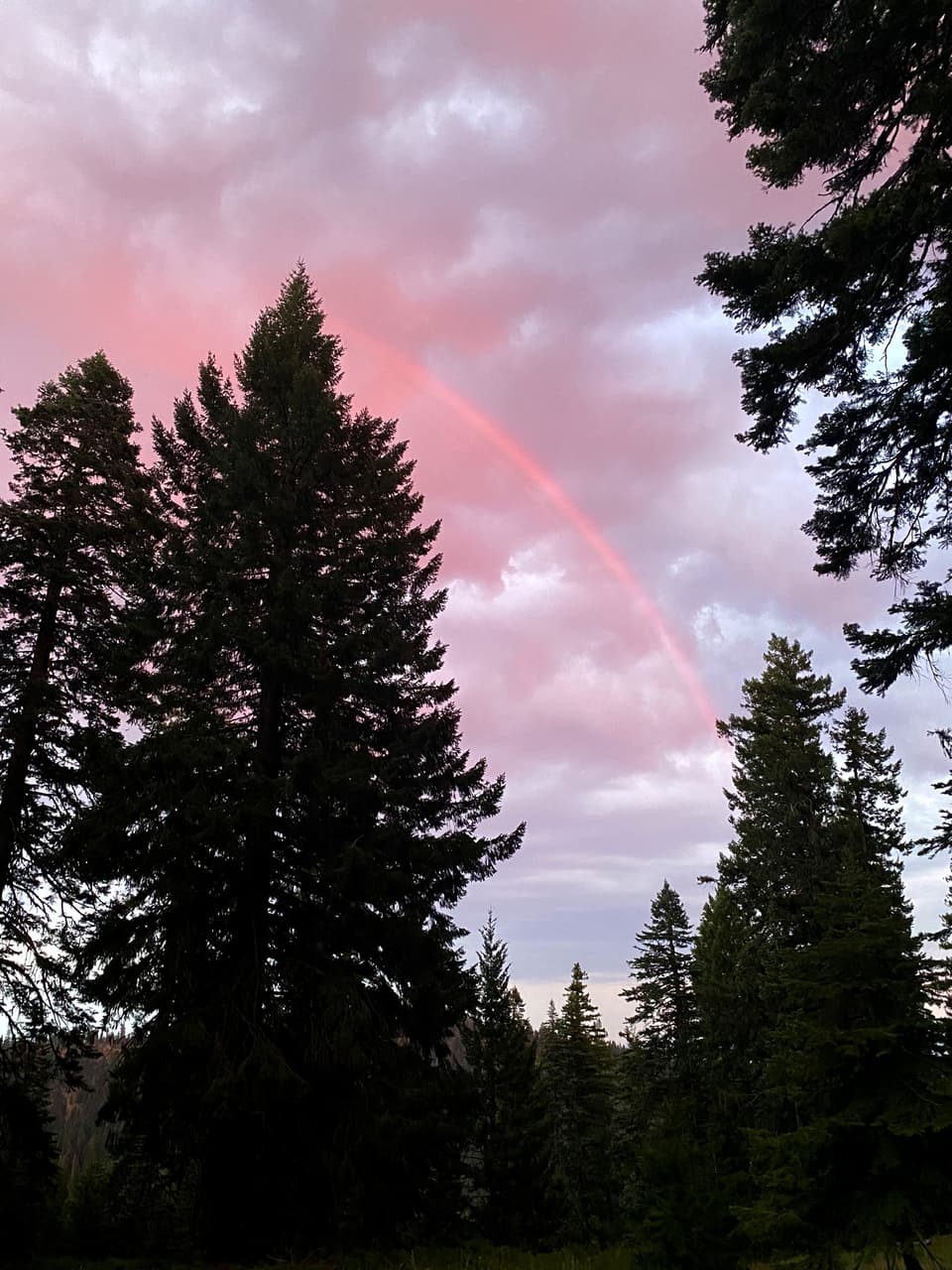 pink clouds and a faint rainbow over the firs