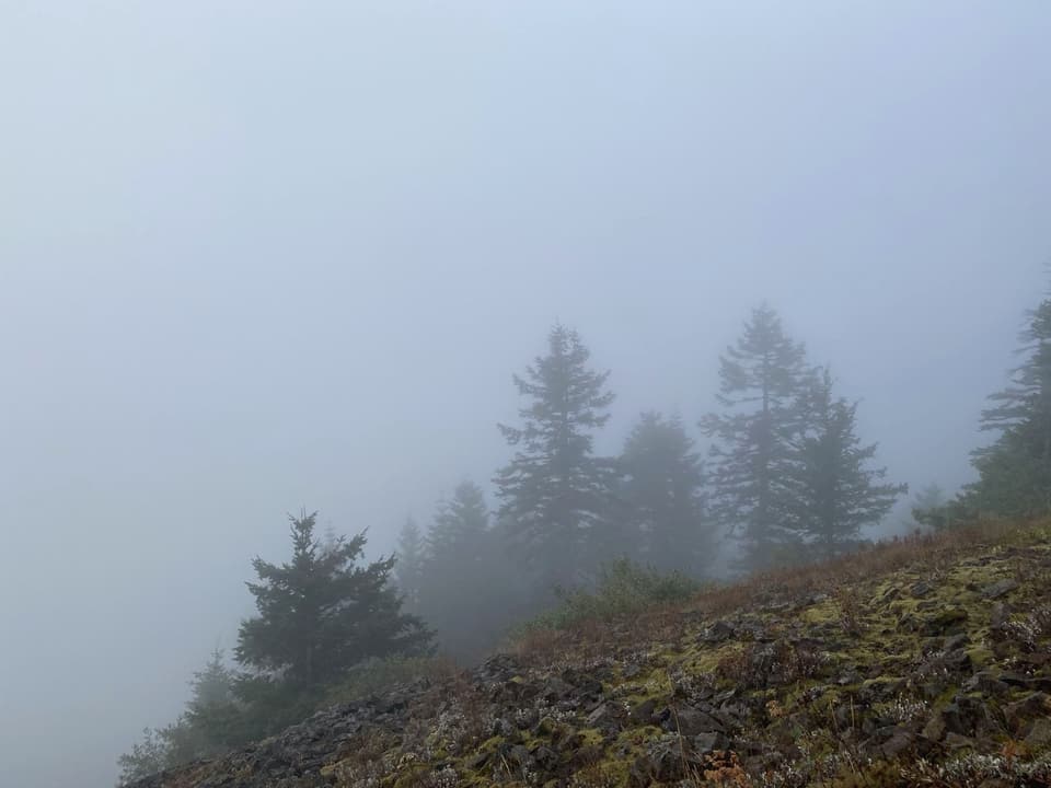 fog in the firs, day 111