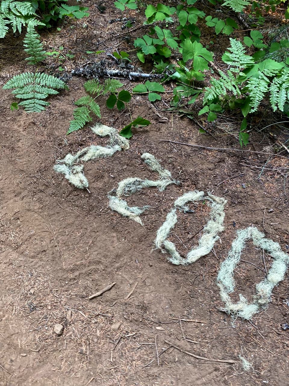 The number 2200 laid out in white moss on the trail
