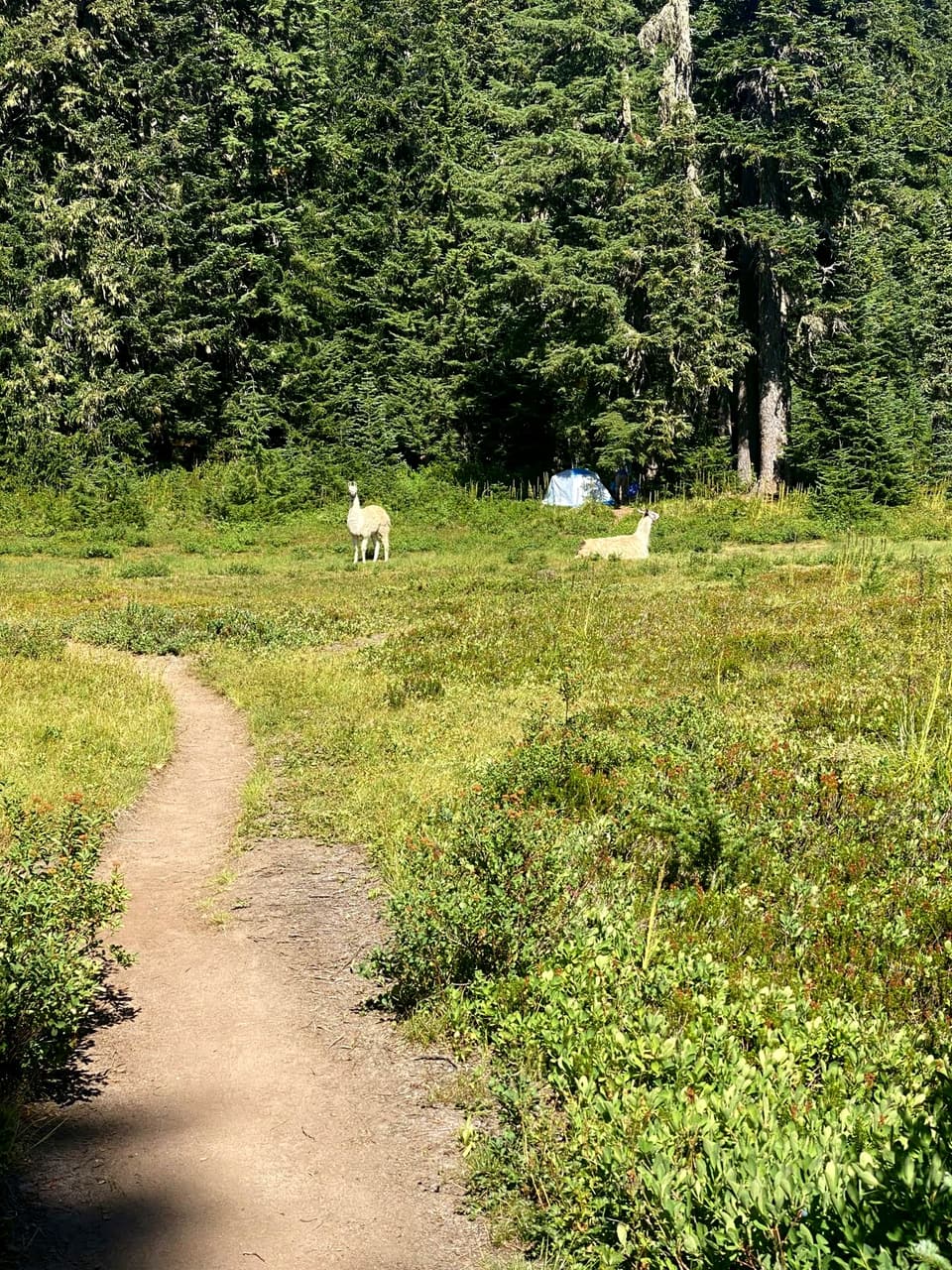 llamas at a meadow camp, day 112