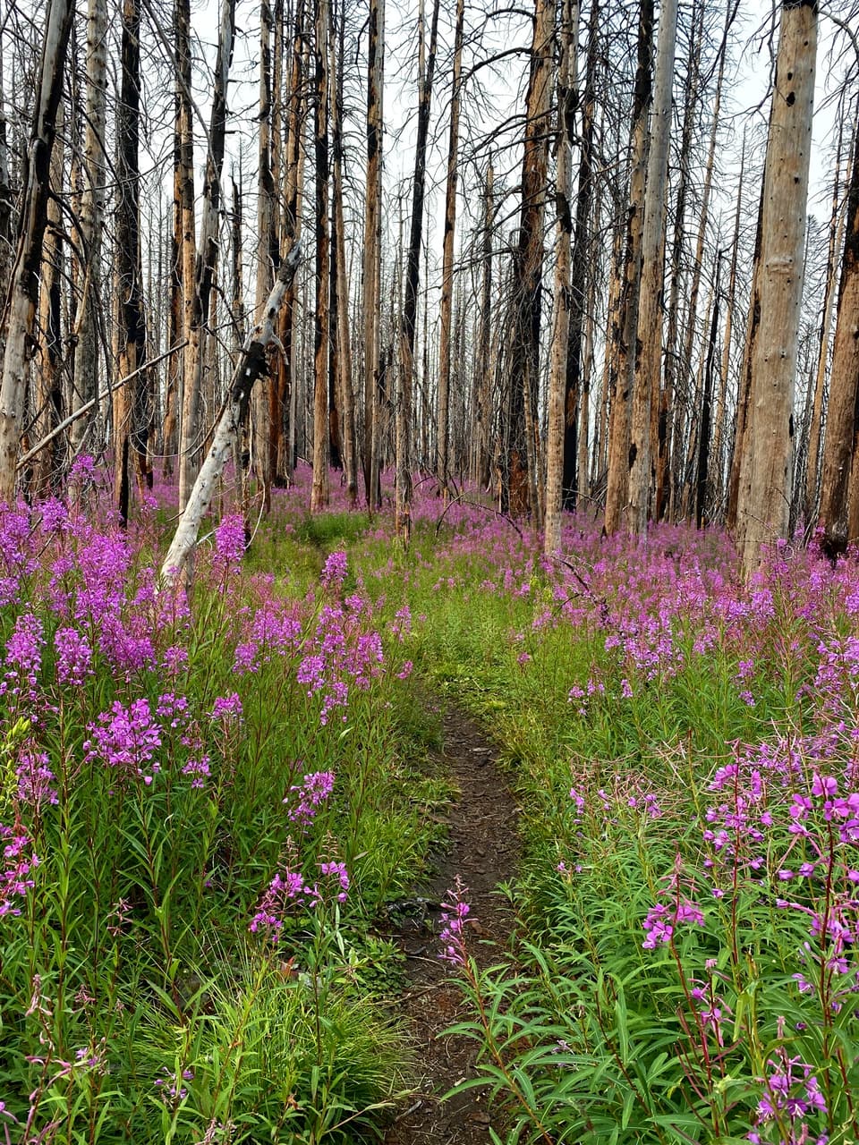 fireweed among burned trees, day 117
