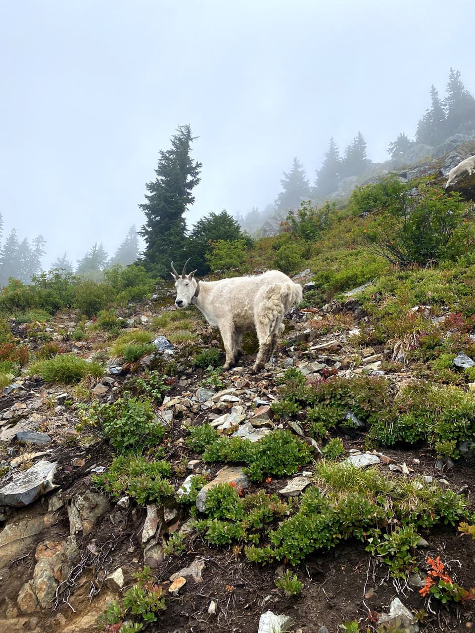 a mountain goat on the trail in the mist