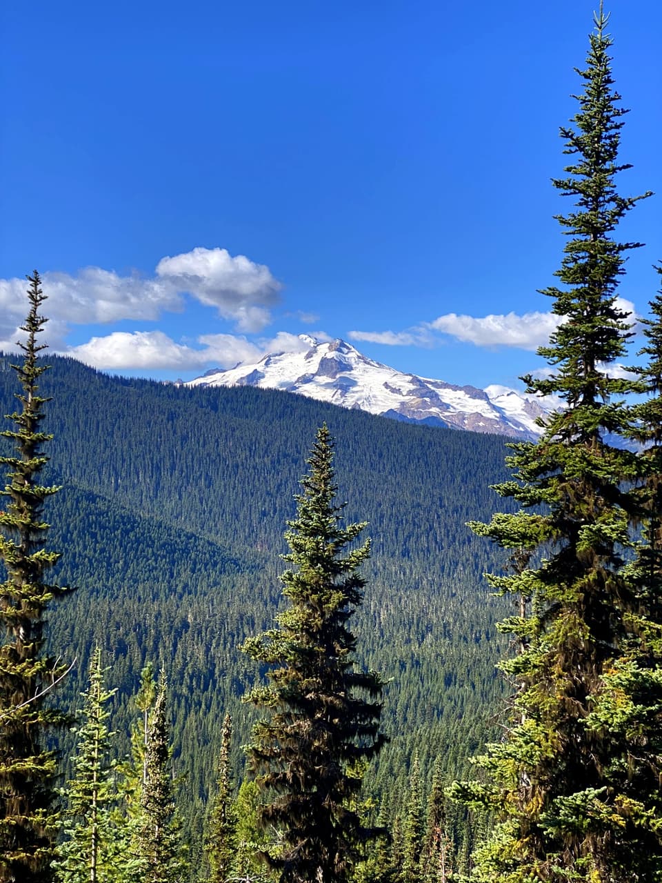 Glacier Peak above the forest, day 126
