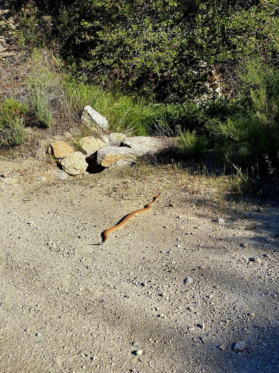 a snake on the trail, day 1
