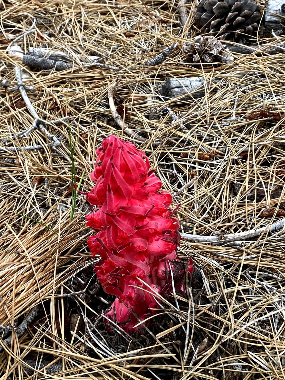 a red snow plant among pine needles, day 26
