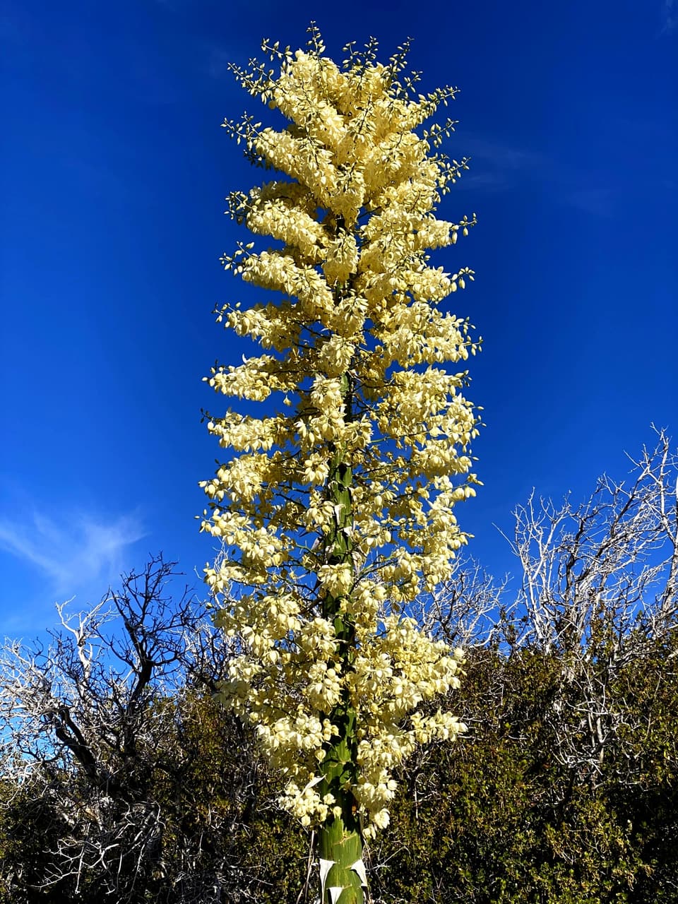 yucca in bloom, day 27