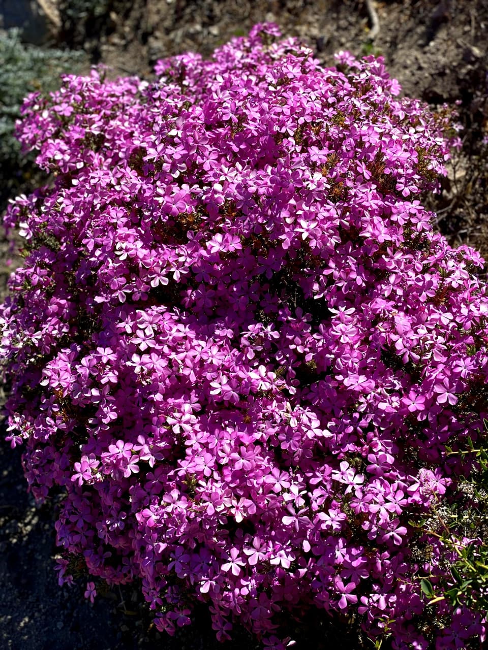pink flowers beside the trail, day 27