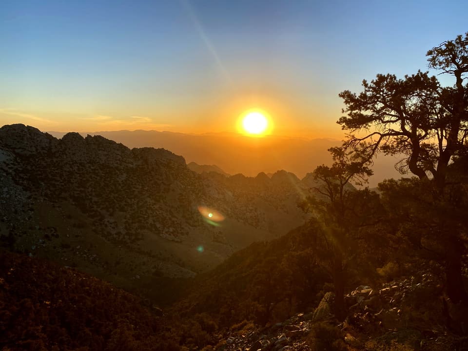 sunrise through juniper, day 38